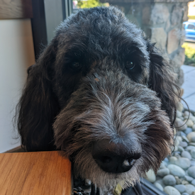 GombocJane54331's profile picture. 