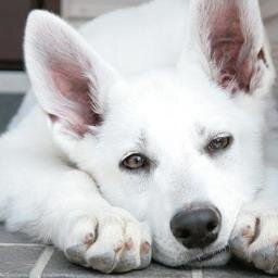 🐕‍🦺香川県の住人です。お気楽につぶやいています🐕