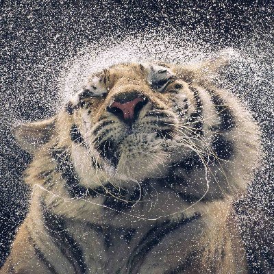 AmeenLabash's profile picture. هَذَا الوَقْتُ سَيَمْضِي ....