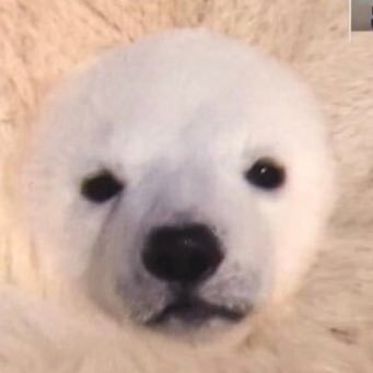 💫MENG💫さんのプロフィール画像