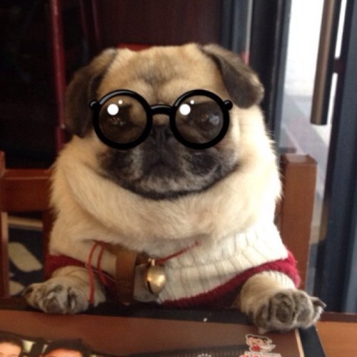 rainystar's profile picture. 愛狗狗，愛美食，愛蘋果，爱Google