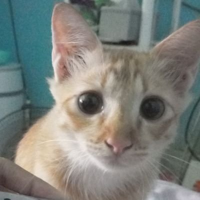 nblhさんのプロフィール画像