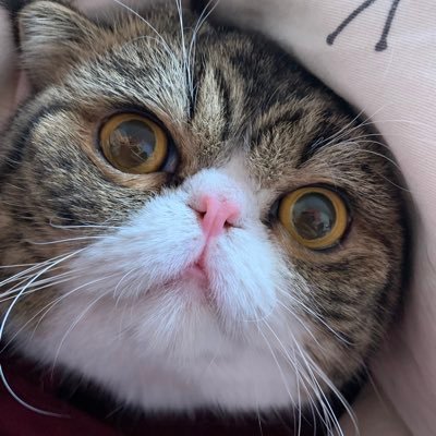 Michaelcho42439's profile picture. 