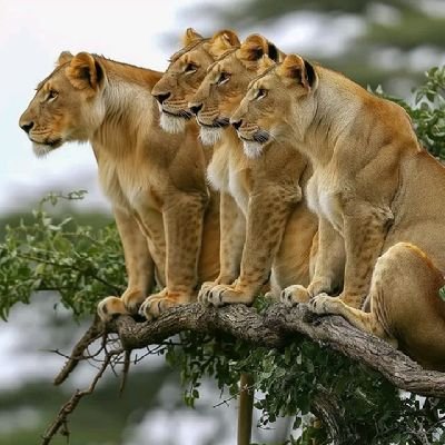 joshuanzuk35004's profile picture. 