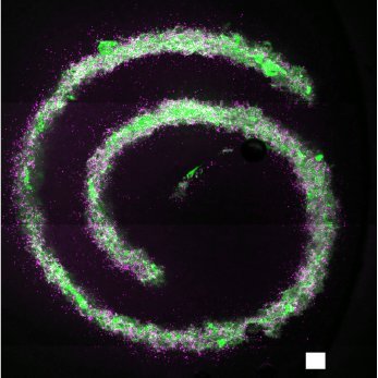 Daly Biofabrication Group Profile
