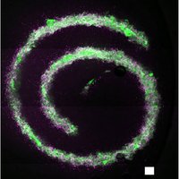 Daly Biofabrication Group (@daly_biofab_lab) 's Twitter Profile Photo Daly Biofabrication Group (@daly_biofab_lab) 's Twitter Profile Photo