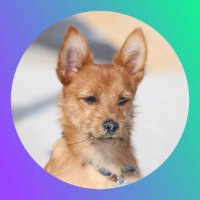 KENJI the DOGGO (@kenjithedoggo) 's Twitter Profile