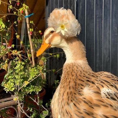 BISHTISM's profile picture. STREANH IS EVERYTHING