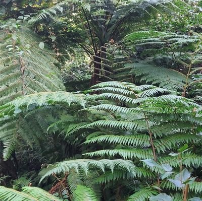 MavellaMpare's profile picture. 