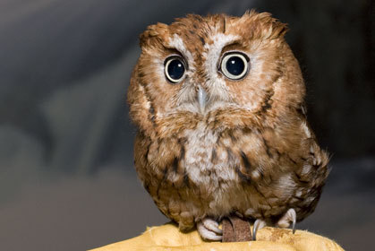 Alone and warming his five wits,The White owl in the belfry sits