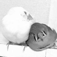 まる (@que__sera_x2) 's Twitter Profile