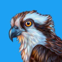 Joe (@0x_osprey) 's Twitter Profile