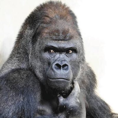 グラブルメインでやってます。騎空士なら大体通します。団活タグで団員募集してる人はブロックしちゃってるのでごめんなさい。