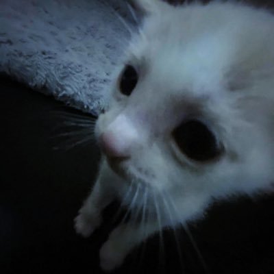RAESHIさんのプロフィール画像