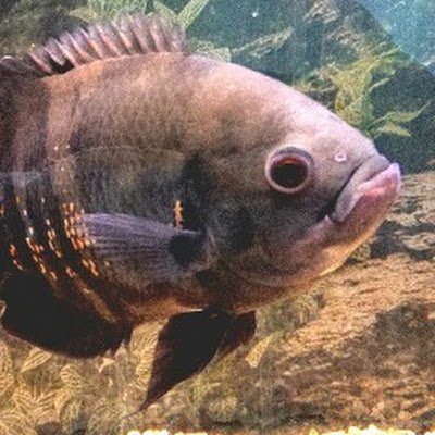 Trout_Salmon10's profile picture. 