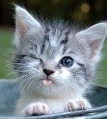 lazylazyElise's profile picture. 