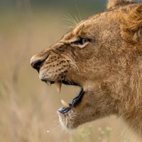 🇰🇪 | Abdulhussain Ezzi | Photographer (@aezziphotos) 's Twitter Profile