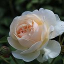 Florence - @Florence965763 - Twitter