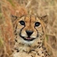 Dustiny21 (@dustiny21) 's Twitter Profile