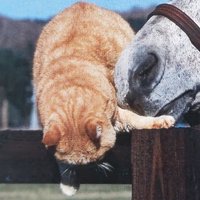 ymcustom(ﾜｲｴﾑｶｽﾀﾑ) (@ymcustom) Twitter profile photo