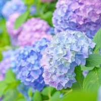 あじさい (@ajisai_lavoce) 's Twitter Profile Photo