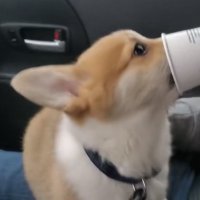 tylerboy (@tylerboyy_) 's Twitter Profile
