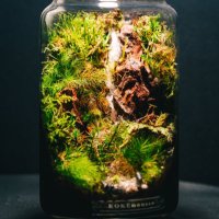 苔むーす【KOKEmousse】高知 (@kokemousse_moss) Twitter profile photo