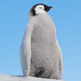 真田 晶🐧さんのプロフィール画像