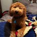 Rufus the Goldendoodle (@rufusthegoldend) Twitter profile photo Rufus the Goldendoodle (@rufusthegoldend) Twitter profile photo