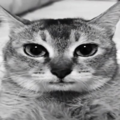 mp_fbi_debil's profile picture. 3D artist | make stuff in blender. DM for any work offers :)