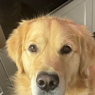 Harry Hood π΅ Profile