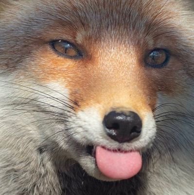 ComradeVulpesX2's profile picture. 