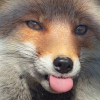 Vulpes-Vulpes (Maoísta) 📕 (@comradevulpesx2) 's Twitter Profile
