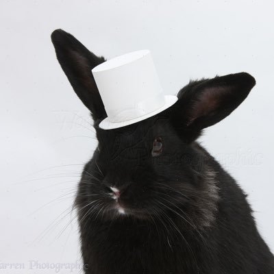 rabbit109045's profile picture. 