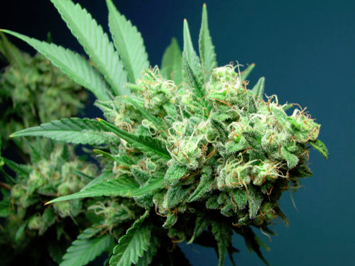 WeedKnowledge's profile picture. 