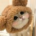 Cats Acting๐บ (@kitystyles) Twitter profile photo Cats Acting๐บ (@kitystyles) Twitter profile photo