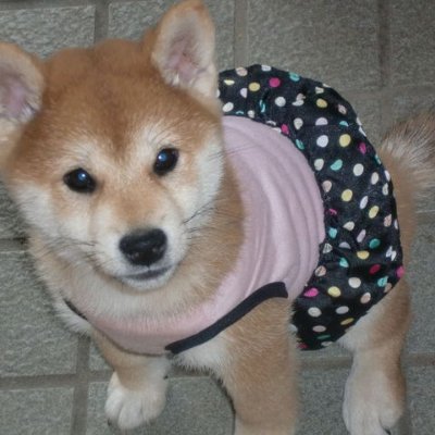 tifosi_modelcar's profile picture. 1/43フェラーリモデルカーに特化した美術館です。1,000台以上所蔵展示中300台常設展示しています。5つのカテゴリーに分類。F1、スペシャルモデル、V12、V8、V6＆4シータ＆その他のレース。フェラーリの歴史、変遷を見ることができます。3Dモデルカーの曲線美をご覧ください。ティフォシモデルカー美術館を検ください。