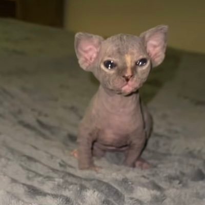 redbeankiddo's profile picture. 26•pdx•conan 🖤•blm•acab