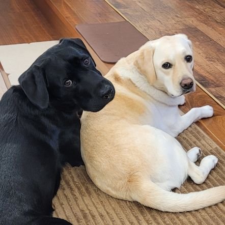 2019.11.15産まれの先住犬イエローラブのジュリー👧&2022.08.17産まれの保護犬黒ラブのカイ👦
一人っ子マイペース×一人っ子マイペースで育った各々な暮らし🏠️