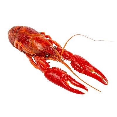 CrawfishNoDF's profile picture. hates deepfryers