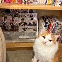 にゃん (@nyanko_gumimi) Twitter profile photo