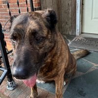 Dutchess Pup (@dutchesspup) 's Twitter Profile Photo Dutchess Pup (@dutchesspup) 's Twitter Profile Photo