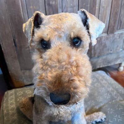 BarbarajStackh1's profile picture. Antiques, Vintage and good junk! Vote Blue!