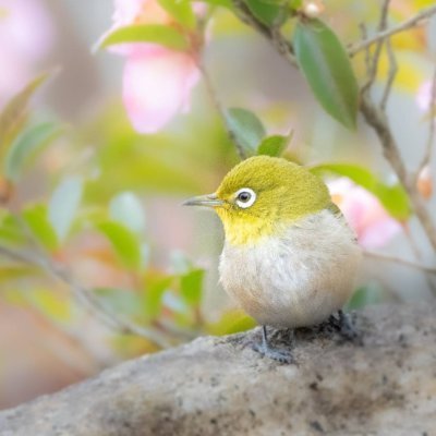 どっかの誰かが大学生活を愉快にツイートする為のアカウント┊︎SU24/せーたい