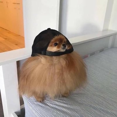Meet FluffCap, the Pomeranian who thinks he’s a lion under a baseball cap