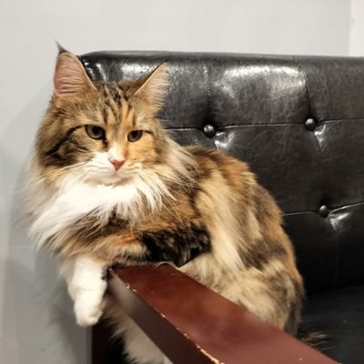 mike_ko22's profile picture. 🐎🔰