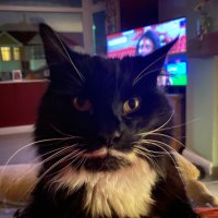 Christine (@chrisk3454) 's Twitter Profile