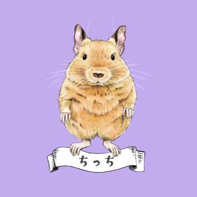 CHICCI1013's profile picture. サンドデグーの♀ちっちです☺️ 2022年2月生まれ、2022年10月にお迎えしました😊 デグー好きさんと繋がりたいです🐭 まだまだ知識不足で日々、お勉強中ですが宜しくお願いいたします🐁⸒⸒ 不慣れの為、無言フォロー失礼いたします🙇‍♀️💦