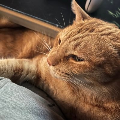 gx_71's profile picture. 妻と娘と2匹の猫がいます。 PS5 #APEX #MHR #MHRSB App #モンスト