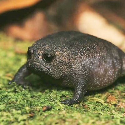 low life scum | Incorrect and hated | frog | Sankt Max | greed is my best virtue | Hitlers top guy | Read Stirner | Elgabal | Hitlers Blues